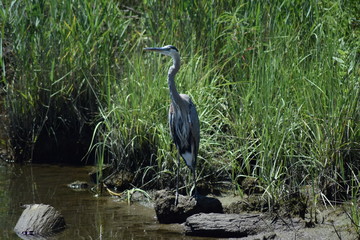 great blue heron pond fishing