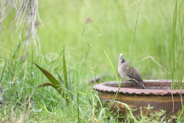 bird