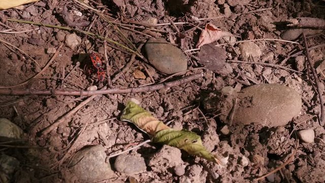 Red Pentatomomorpha pyrrhocoroidea bugs pair on ground slow-mo video