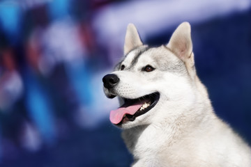 A young Siberian husky male dog is sitting on a blue background. A dog has grey and white fur and amazing brown eyes. He looks happy.