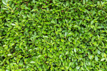Fototapeta na wymiar Leaves background pattern