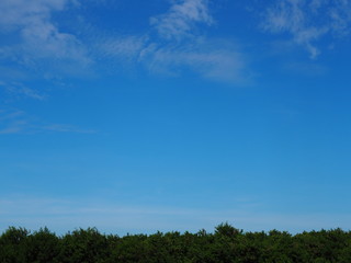 Tree blue sky, tree top against blue sky on a sunny day.