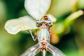 Dragonfly Macro Portrait In Nature