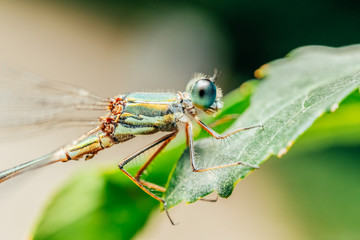 Dragonfly Macro Portrait In Nature