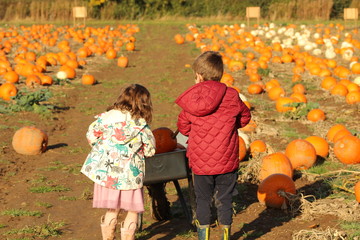 children picking pumpkins