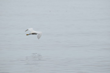 egret white bird in flight