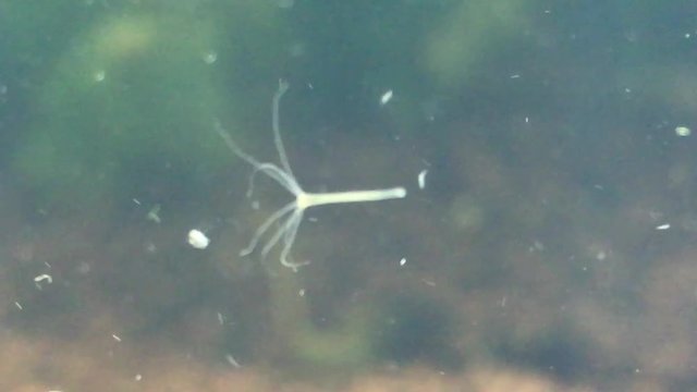 noch winziger S&uuml;&szlig;wasserpolyp, Weisse Hydra, Hydra vulgaris