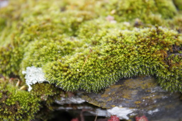 Musgo fresco