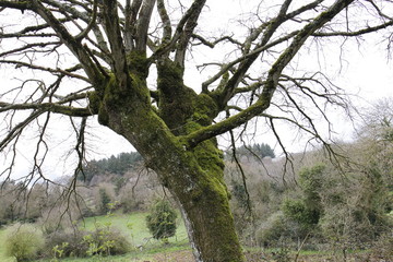 Arboles secos y con musgo