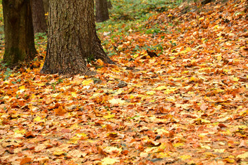 walking tourist trail full of leaves in autumn with relax bench