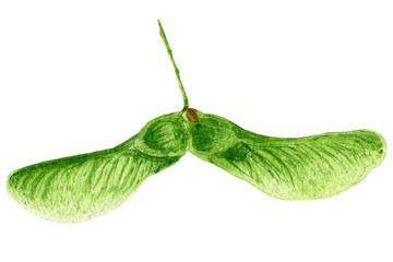 Hand drawn watercolor botanical illustration of green maple seed isolated on white background. Helicopter seed, samara fruit.