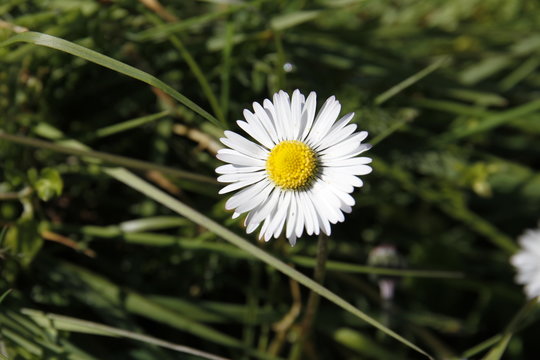 Pequeña flor del campo gallego