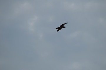 sea birds flying osprey eagle