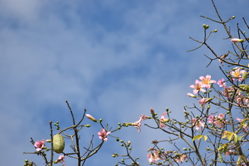 Flores de palo borracho