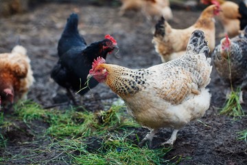 brown hen looking for food in the farm yard