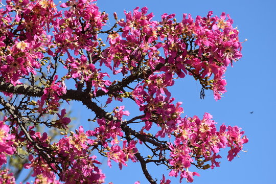 Flores del palo borracho