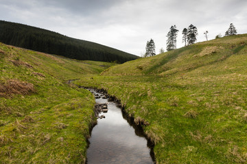 forest next to a stream