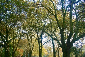 Trees Park