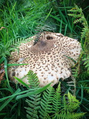 Fototapeta na wymiar Shaggy Parasol Mushroom (Lepiota Procera/Macrolepiota Procera)