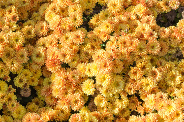 Yellow flowers blooming texture. Autumn flowers background.