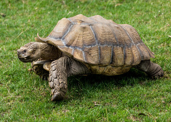 Obraz premium Giant Tortoise