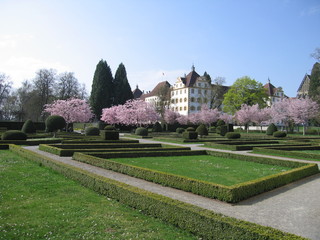Fototapeta na wymiar Heckengarten und blühende Kirchbäume Schloss Salem