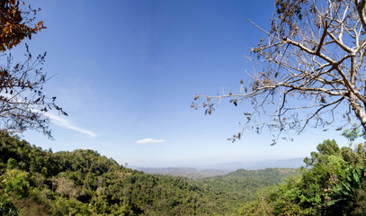 tree on the hill