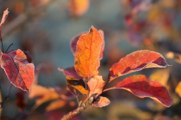 beautuful autumn leaves in frost