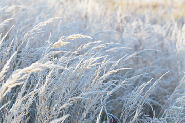 beautiful wild grass in frost