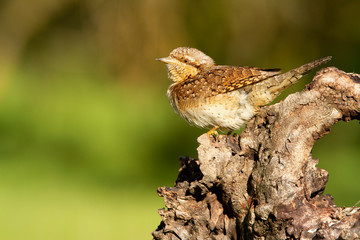 Eurasian wryneck. Jynx torquilla