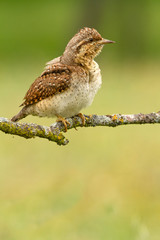 Eurasian wryneck. Jynx torquilla