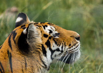Portrait of a Tiger