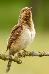 Eurasian wryneck. Jynx torquilla