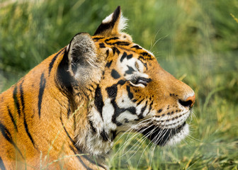 Portrait of a Tiger
