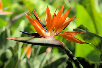 Obraz premium Strelitzie auf Madeira