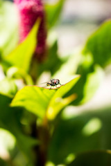 Macro fotografia 