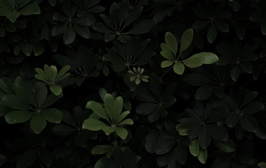 tropical plant bush in dark tone low key style