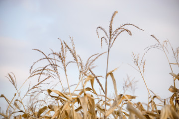 Corn against the blue sky, corn plantation, landscape