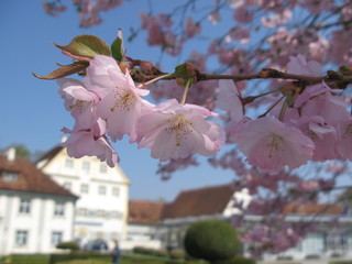 blüten der japanischen Kirche vor weißen Häusern