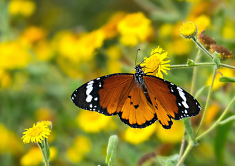 Orange and black butterfly on yellow flower