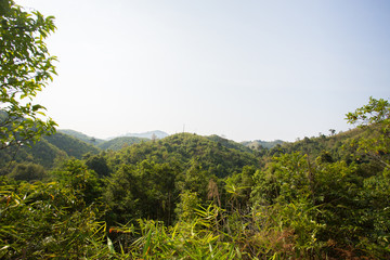 forest in the mountains