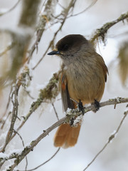 Siberian jay