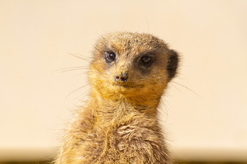 meerkat on guard