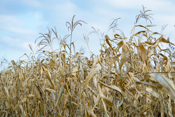 Corn against the blue sky, corn plantation, landscape