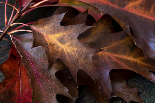 Autumn oak leaves. Background