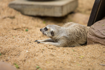 meerkat