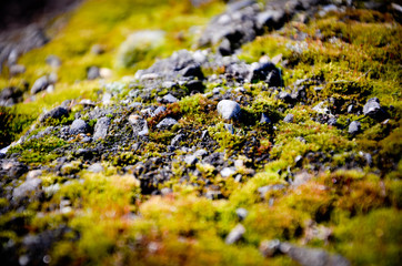 lichen on rock