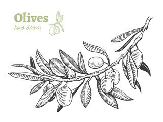 Olives, hand drawn vector illustration set