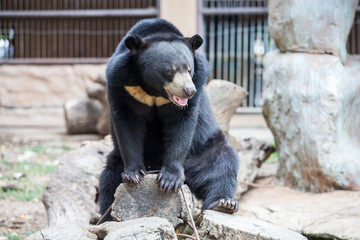black bear in zoo