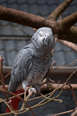 Closeup on a Grey Parrot